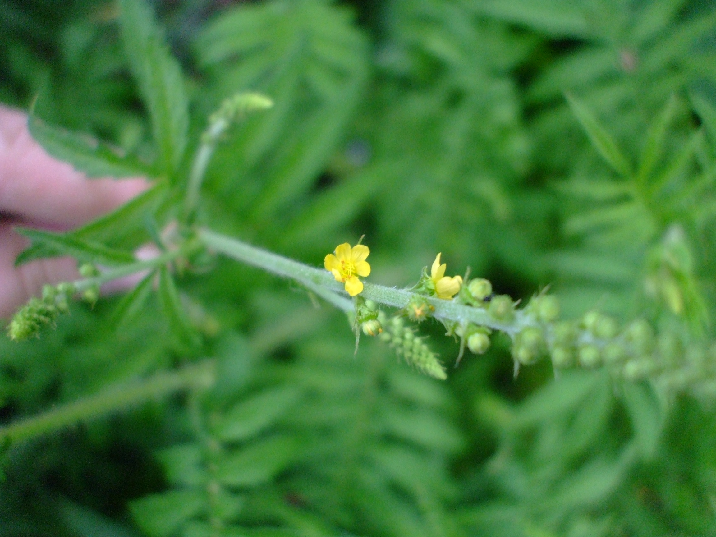 Agrimonia parviflora